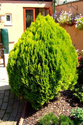 شتلات ثويا ايطالي