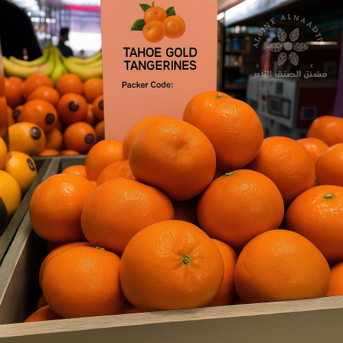 شتلات يوسفي قولد عمر 18 شهر