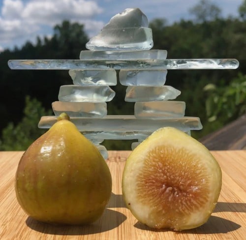 شتلات تين الما العسلي