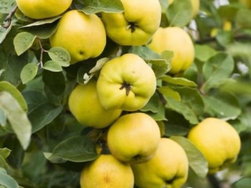 شتلات سفرجل