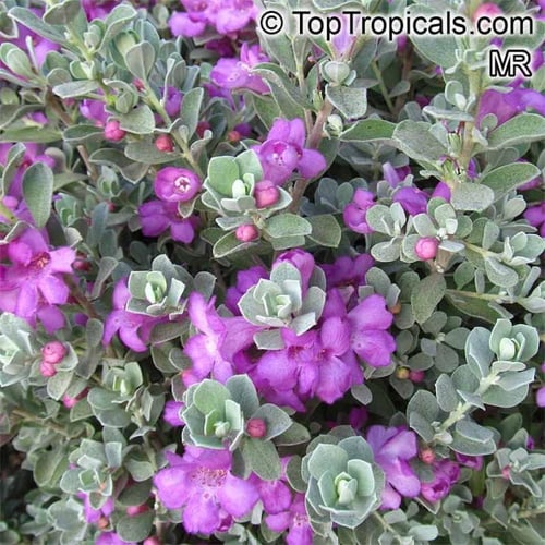 شتلات ميرميه فضيه ليوكوفيلوم