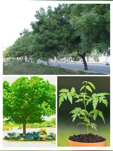 شتلات النيم