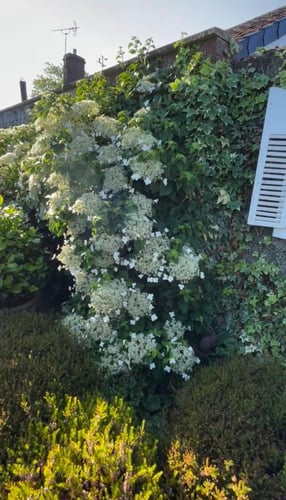 شتلات هيدرانجيا بيتيولاريس