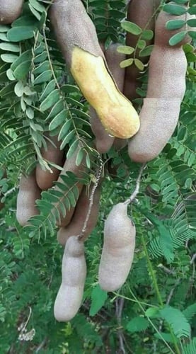 شتلات تمر هندي