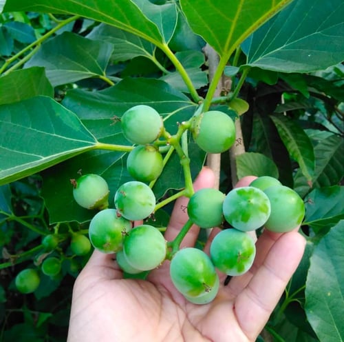 شتلات فاكهة البمبر