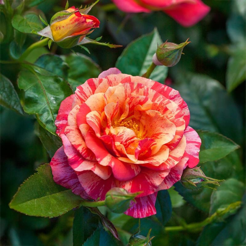 شتلات ورد جوري مبرقش روزا فريدا Rosa ‘Frida Kahlo’