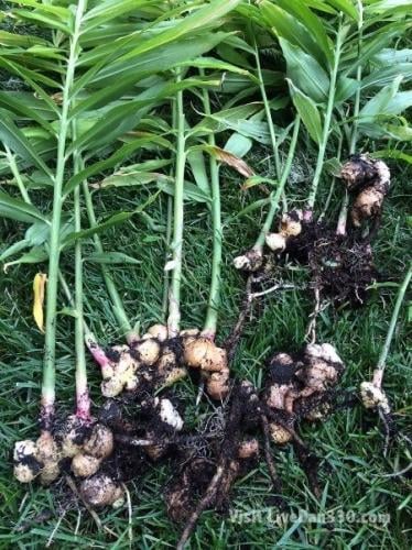 شتلات الخولنجان galangal root