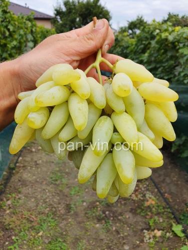 شتلات عنب الاصبع الذهبي