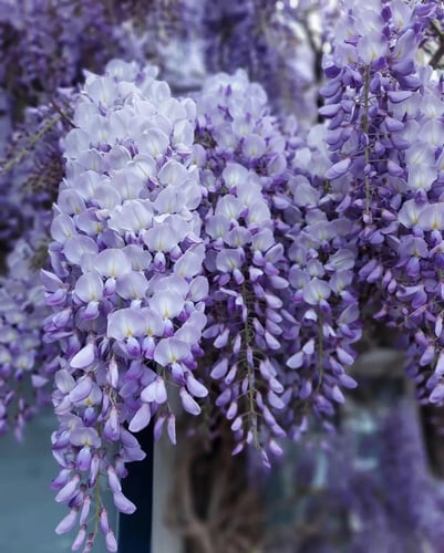 شتلات متسلقة الوستاريه