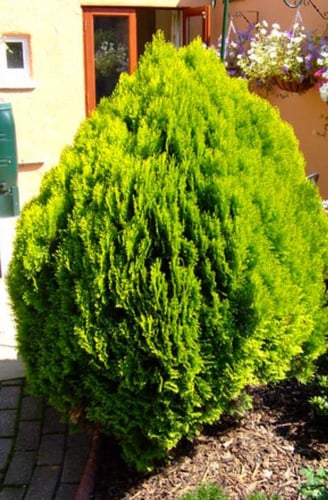 شتلات ثويا ايطالي