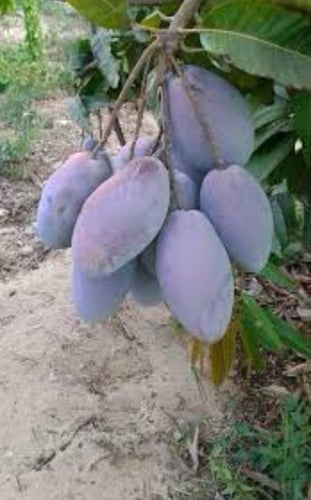 شتلات مانجو اوستن كبير