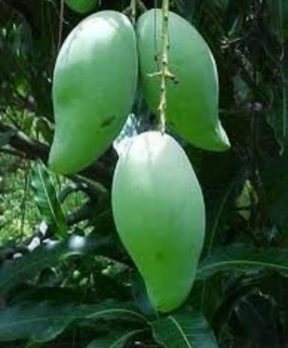 شتلات مانجو نام دوك ماي كبير