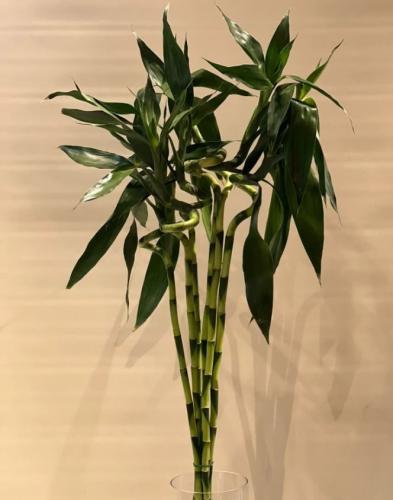 بامبو 90 سم - هولندي