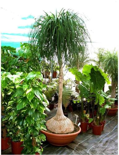 شتلات نولينا كبير