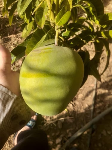 شتلات مانجو R2A2 صغير