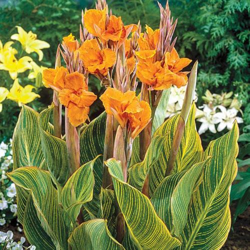 شتلات كنه برتوريا