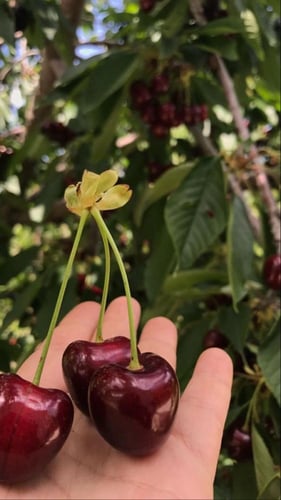 شتلات كرز احمر شامي