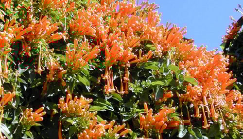 شتلات متسلقة بيروستيجيا فينوستا Pyrostegia venusta