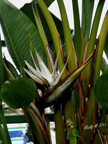 شتلات عصفور الجنه اوجاستا البا