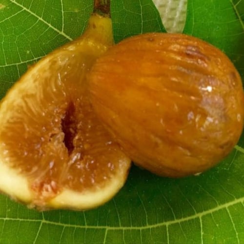 تين البرتقال الملكي Monarki De Aut Fig