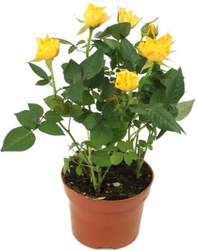 شتلات ورد بيبي روز هولندي اصفر