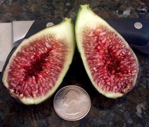 شتلات تين بلاك بيوتي الجمال الأسود