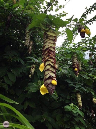 شتلات شجيرة منقار الببغاء Gemelina Philippinesis ص...