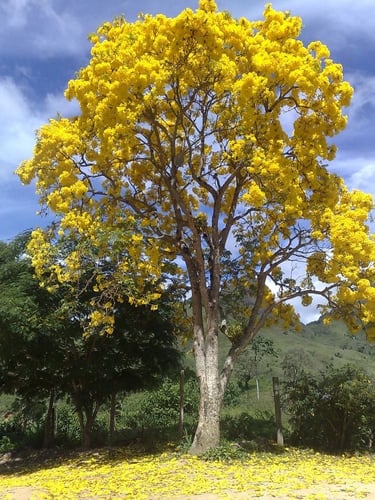 تبوبيا قولد