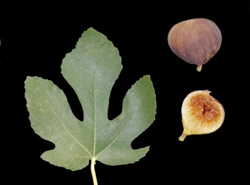 شتلات تين سانت كروز دارك