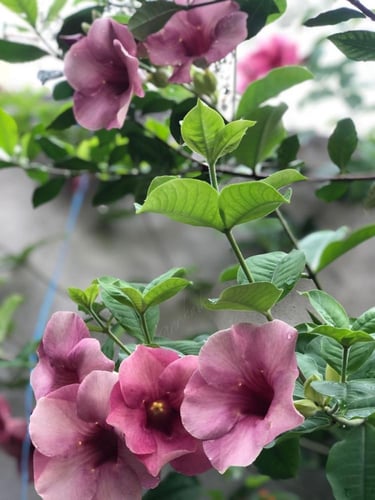 شتلات الماندا احمر