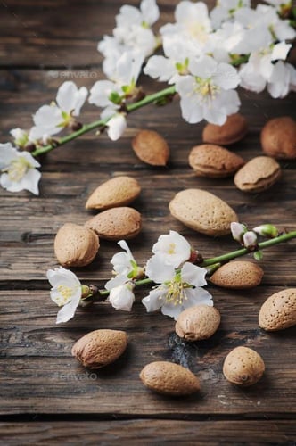 شتلات لوز الباحه البلدي طول حوالي متر