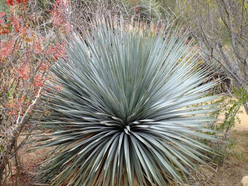 شتلات يوكا روستراتا