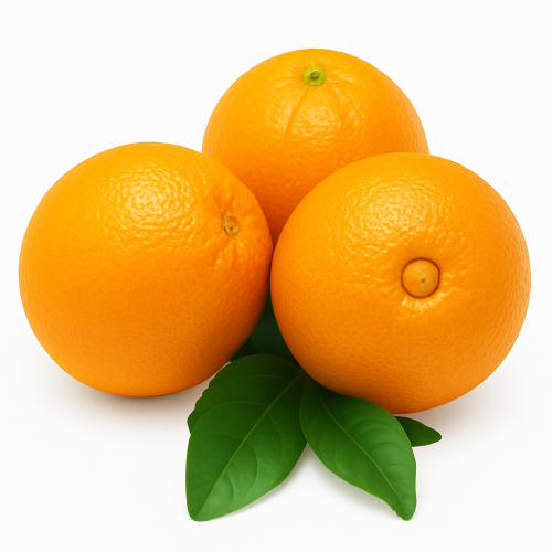 شتلات برتقال ابو صره مليسي عمر 18 شهر