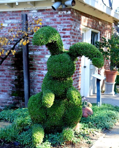 شتلات كرمونا ريتوسا