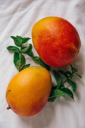 شتلات مانجو ياسمينا كبير