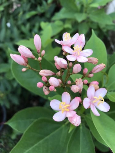 شتلات جاتروفيا بنك