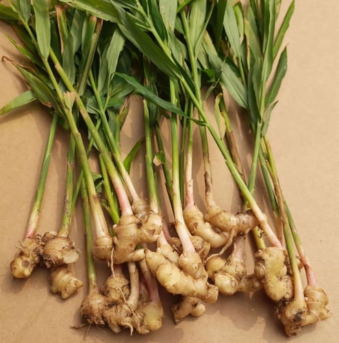 شتلات الخولنجان galangal root