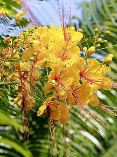 شتلات سيسالبينيا جلليسياي ( زهرة الطاووس) اصفر