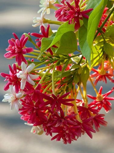 شتلات ياسمين متسلق احمر