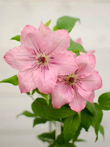 متسلقة كليمتس