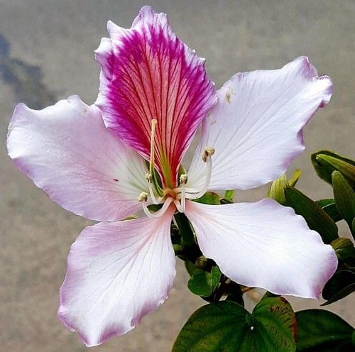 شتلات البوهينيا ( الأوركيد الجبلية ) Bauhinia vari...