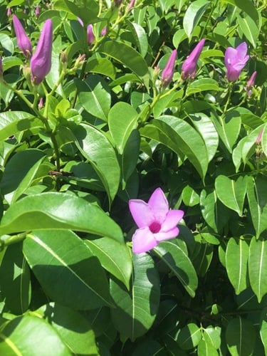 متسلقة روبير فين