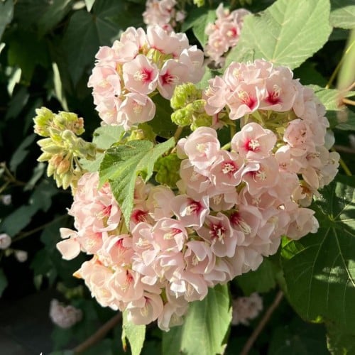 شتلات دومبيا وردي