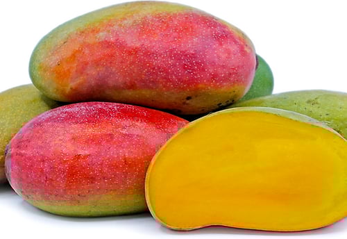 شتلات مانجو كريمسون برايد صغير