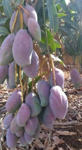 شتلات مانجو بريزدنت كبير