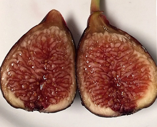 شتلات تين لسو سكوات