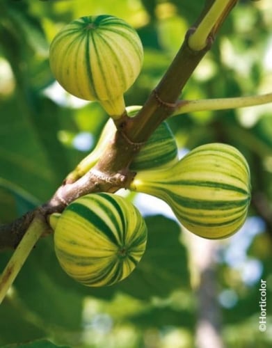 شتلات تين تايقر اخضر