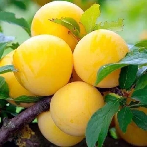 شتلات بخاره اصفر شيرو