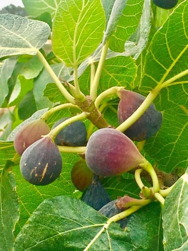 هاردي شيكاغو - Chicago Hardy