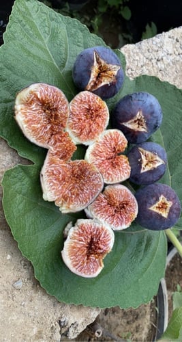 شتلات تين اميري بلاك